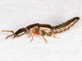 Xantholinus linearis